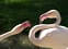 ZooSBG-Flamingos.jpg