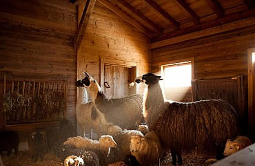 Lamas und Schafe im Stall